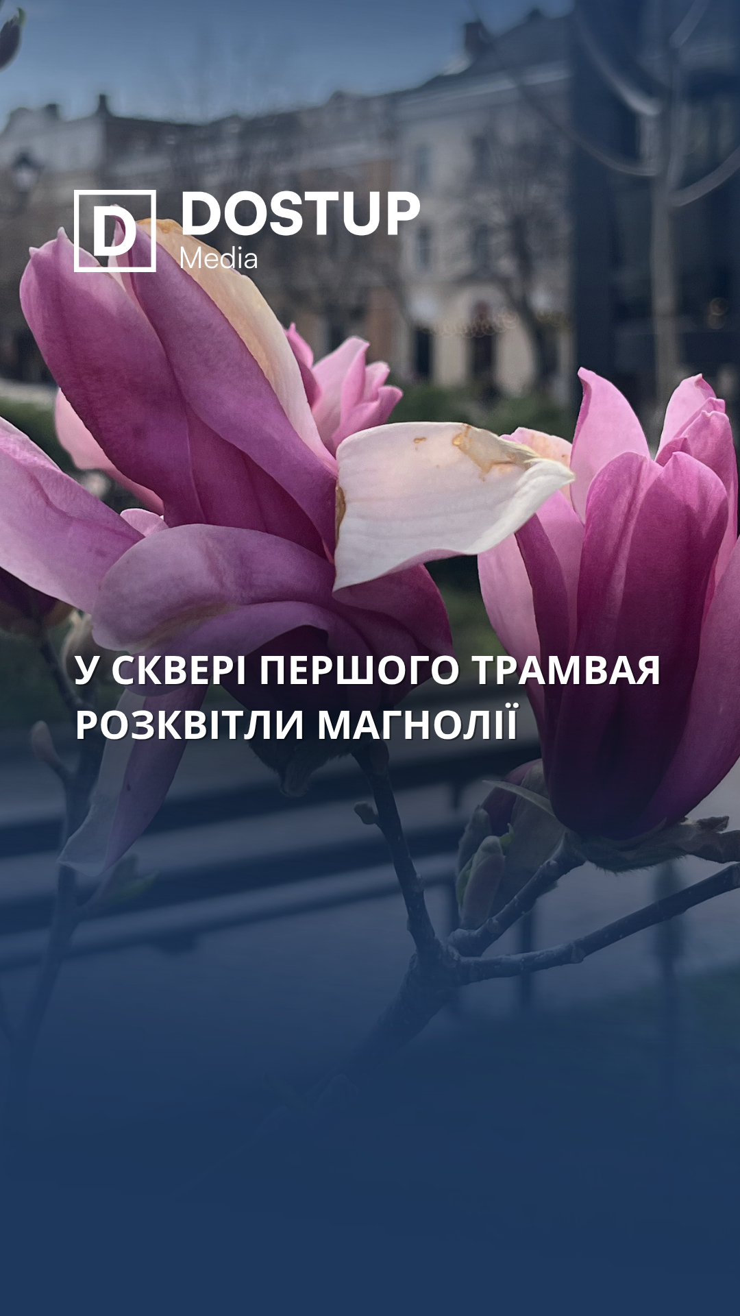 у сквері першого трамвая розцвіли магнолії