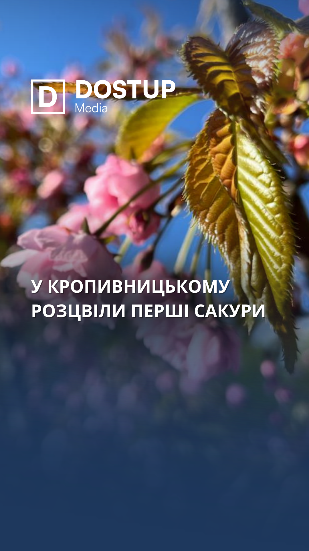 У Кропивницькому розцвіли перші сакури