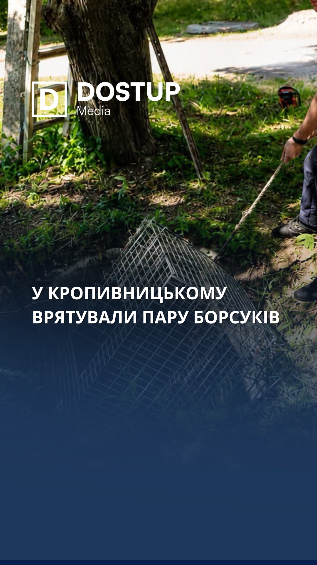 У Кропивницькому врятували пару борсуків