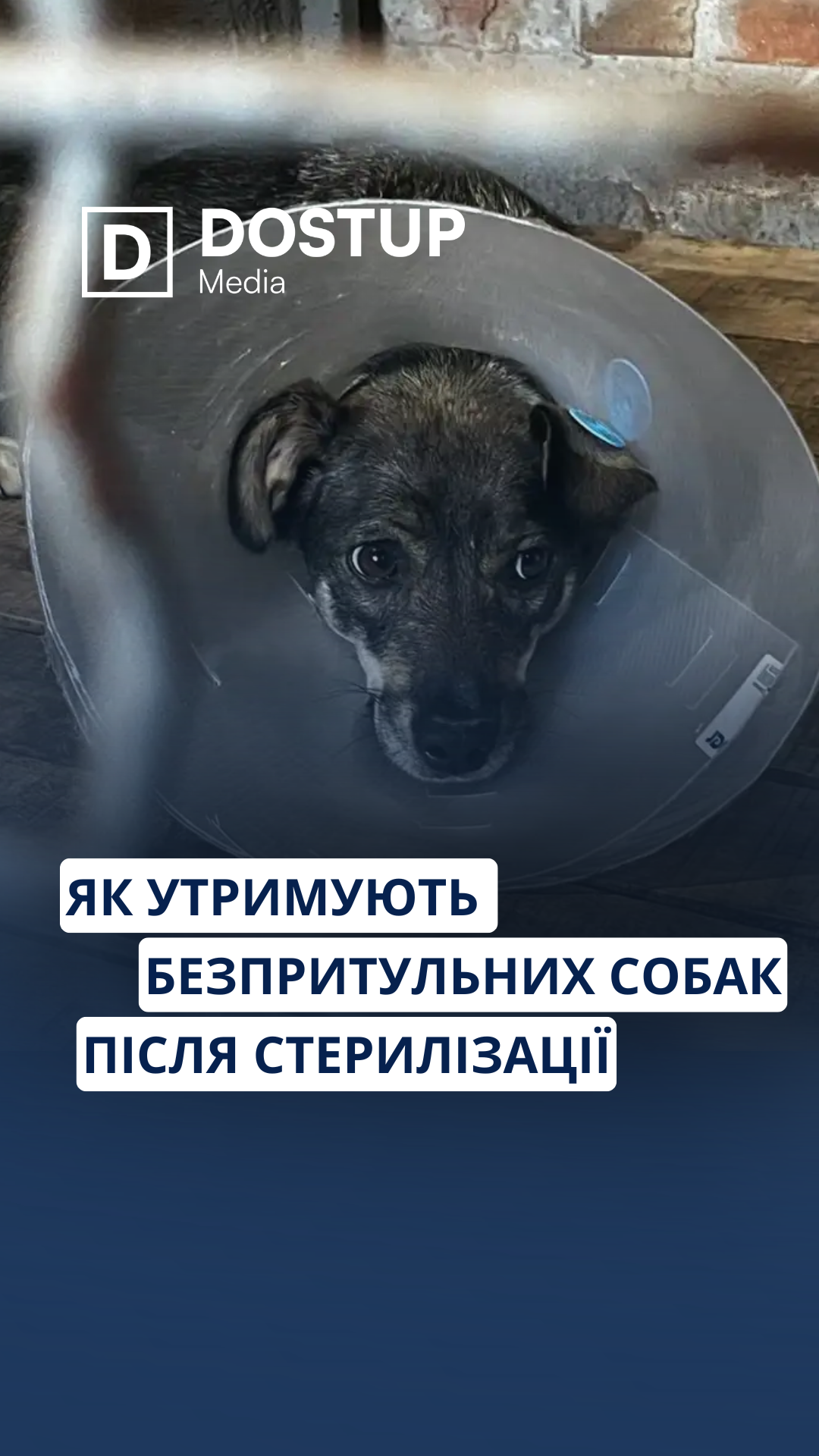 Як утримують безпритульних собак після стерилізації у Кропивницькому