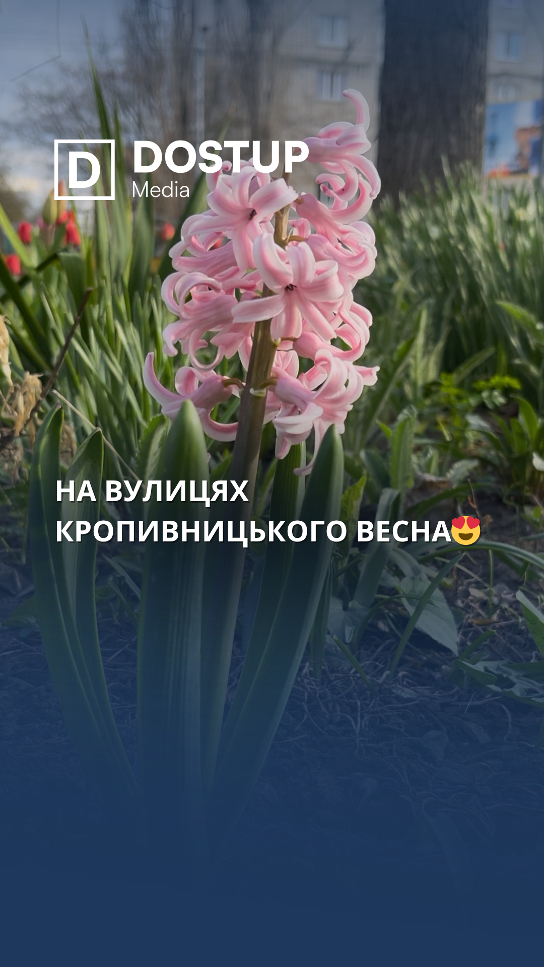 Незважаючи на похмуру погоду, Кропивницький  розквітає