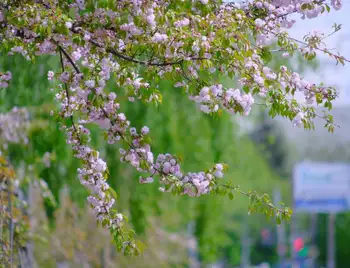 У Кропивницькому розквітли сакури (ФОТО) фото 1