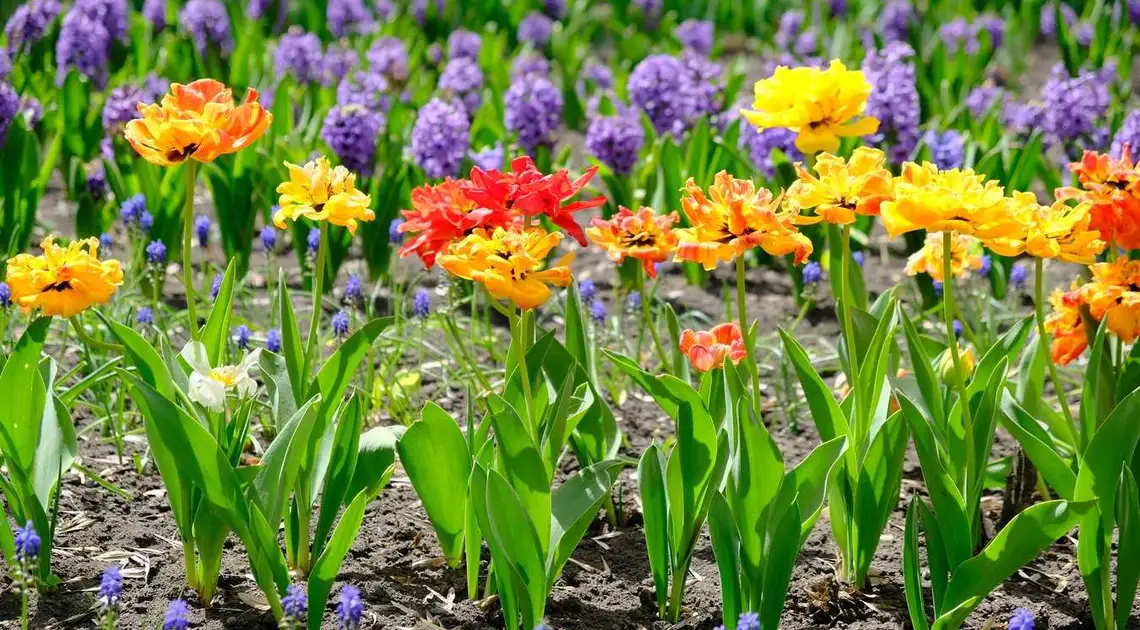 Тюльпанова феєрія: в Кропивницькому розквітло майже три мільйони квітів (ФОТО) фото 1