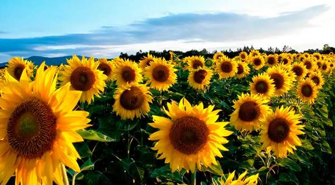 На Кіровоградщині аграрії найбільше сіятимуть соняшник фото 1